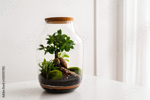 Obraz na płótnie Small decoration plants in a glass bottle/garden terrarium bottle/ forest in a jar. Terrarium jar with piece of forest with self ecosystem. Save the earth concept. Bonsai, set of terrariums/ jars w salonie