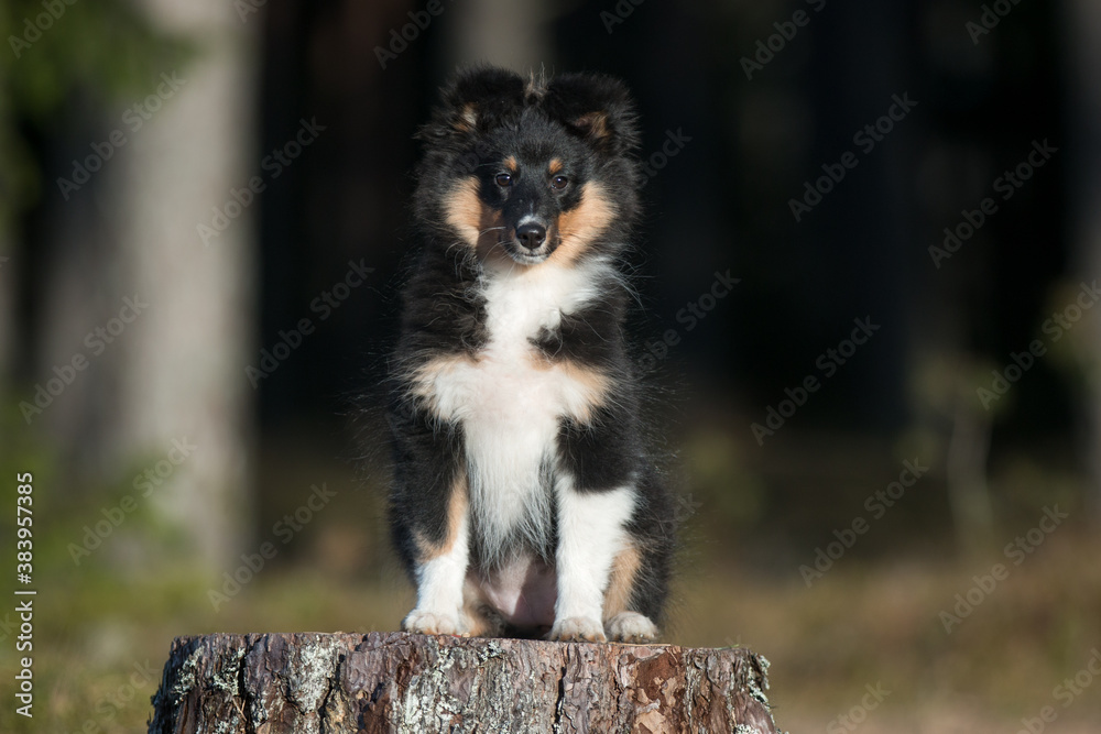 Stunning nice fluffy black sable white shetland sheepdog puppy, sheltie sitting pretty outside on stump on a sunny day. Small, little cute collie, lassie sheepdog, outdoors portrait in the forest