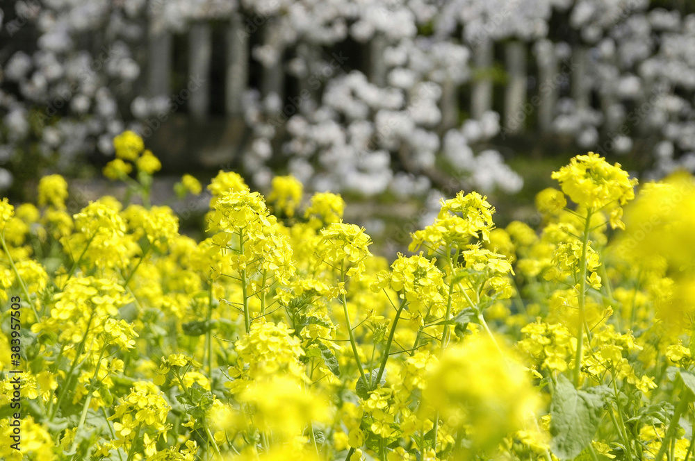 菜の花
