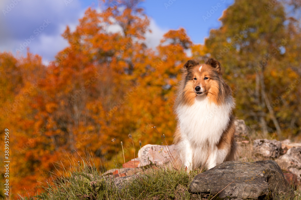 Autumn portrait of cute shetland sheepdog sitting on a rock. Nice  beautiful shelties outdoors on sunny day with yellow orange leaves foliage background. Little sable white lassies dog, small collie