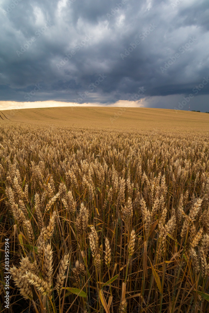 Naklejka premium wheat field and sky