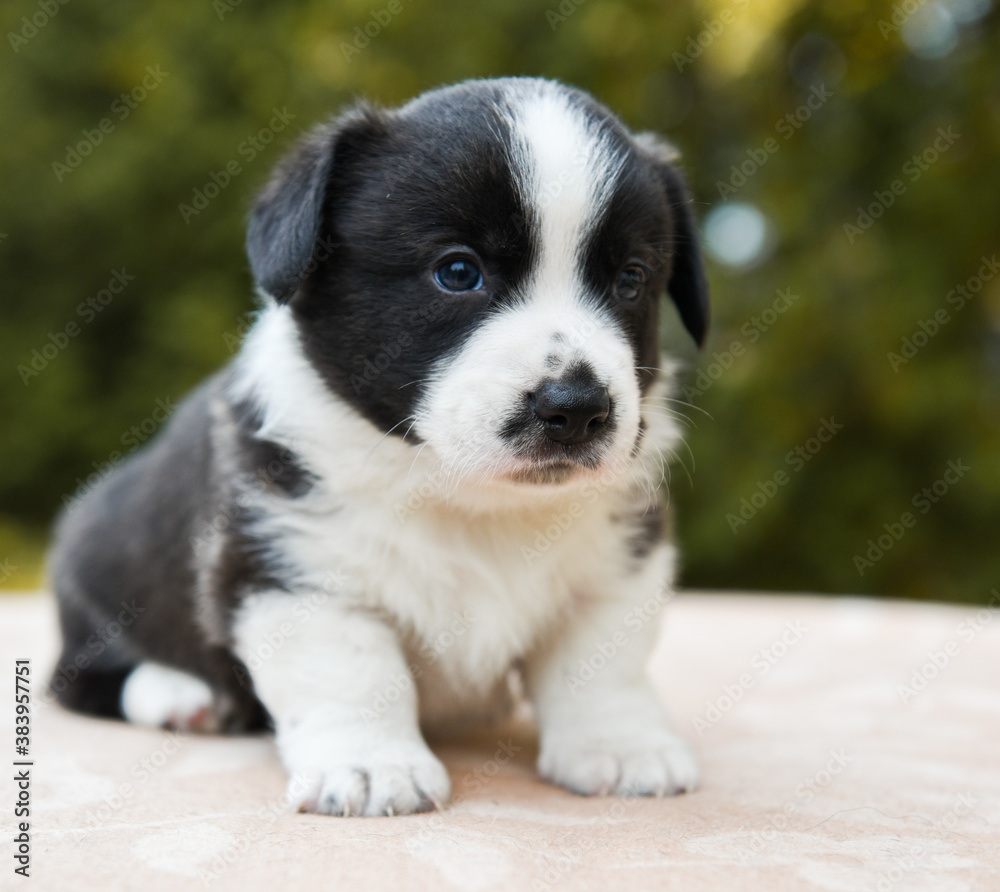 Welsh corgi pembroke puppy dog posing outside
