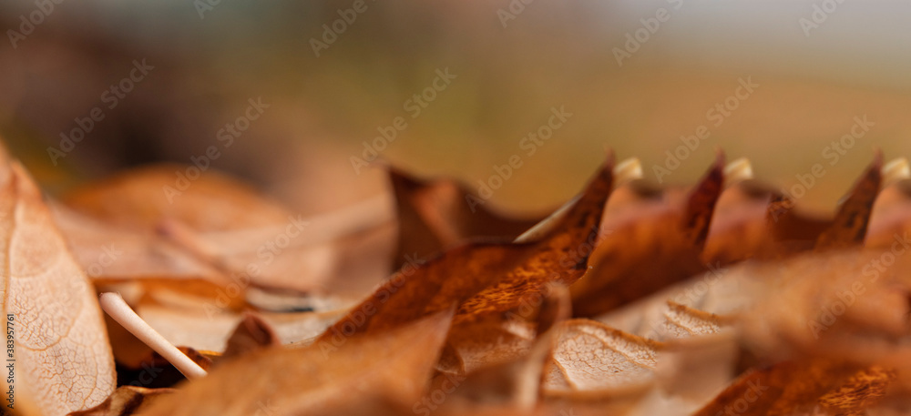 Colorful autumn foliage. Golden leaves falling in natural background. Selective focus, copy space for text.