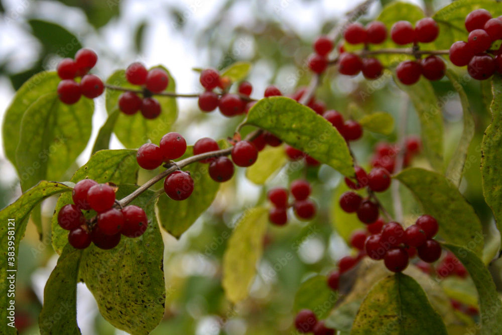 Branch with red berries and yellowing foliage in the autumn garden
