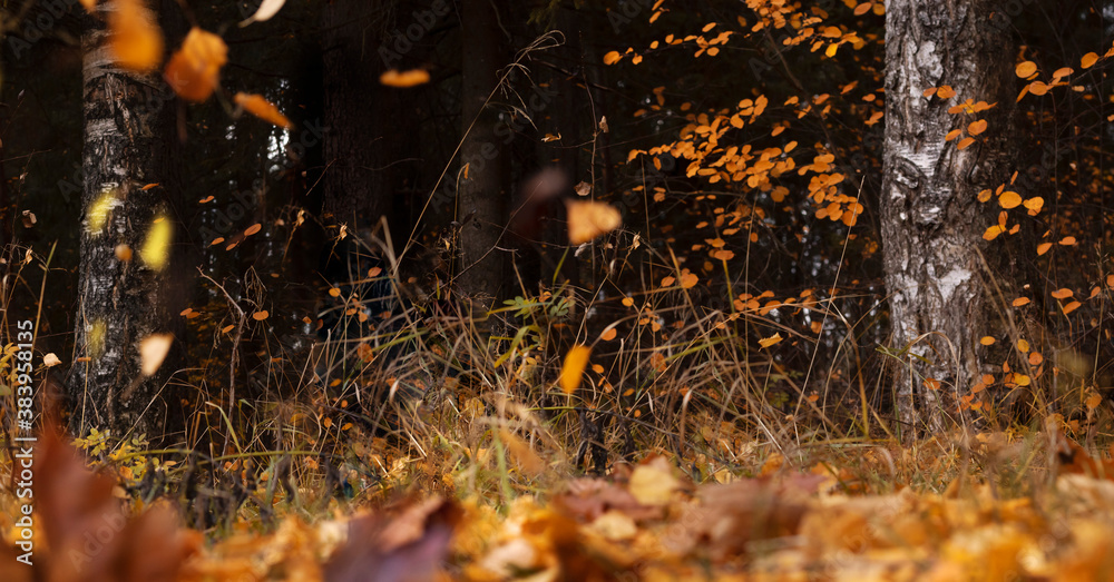Colorful autumn foliage. Golden leaves falling in natural background. Selective focus, copy space for text.
