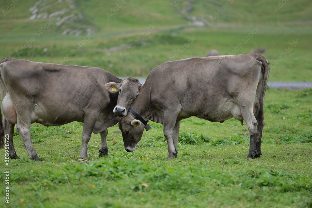 Kühe auf einer Alm