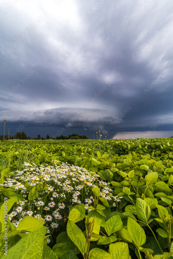 field and stormy sky field and stormy sky