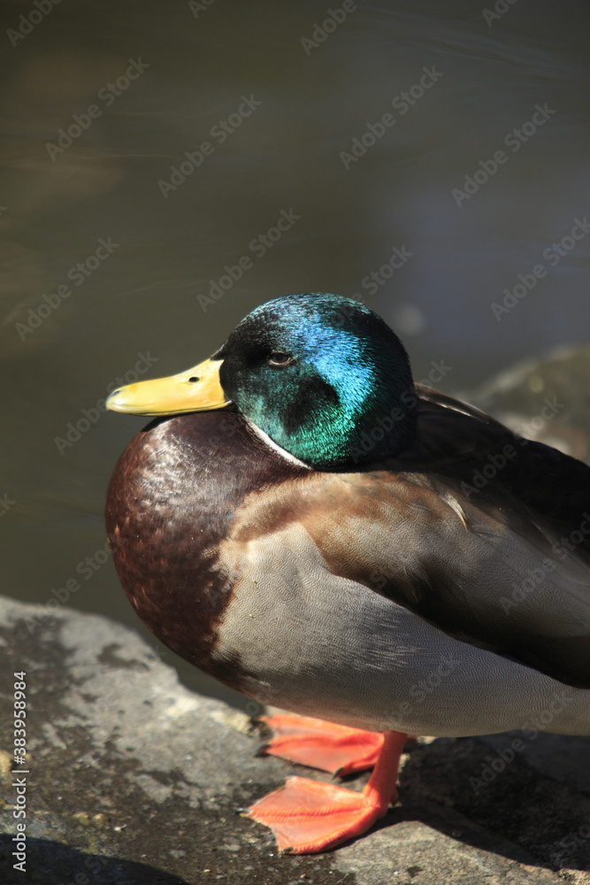 Obraz premium マガモ