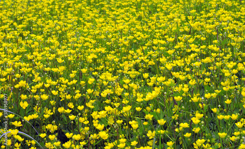 Field of yellow Buttercup flowers