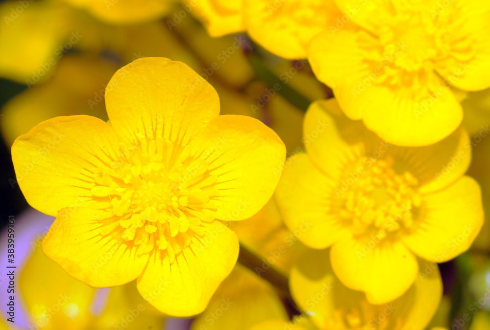 yellow flowers yellow flowers