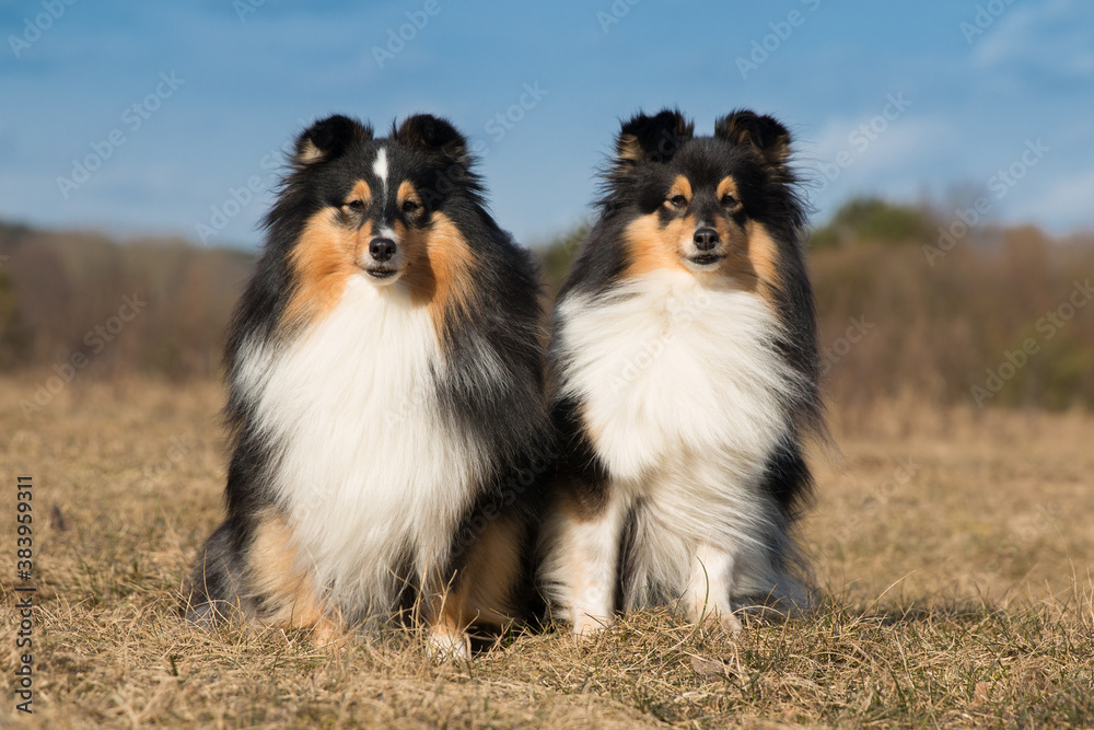 Summer portrait of two cute and smiling shetland sheepdogs. Nice and beautiful shelties sitting outdoors on sunny day with green grass background. Little black and white lassie dogs, small collie Summer portrait of two cute and smiling shetland sheepdogs. Nice and beautiful shelties sitting outdoors on sunny day with green grass background. Little black and white lassie dogs, small collie