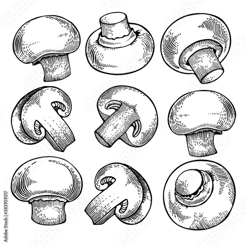 Vector set of champignon mushrooms, black and white graphics drawn in vintage style, engraving, gourmet cuisine, vegetarian, autumn mushrooms isolated on a white background for print, cookbook