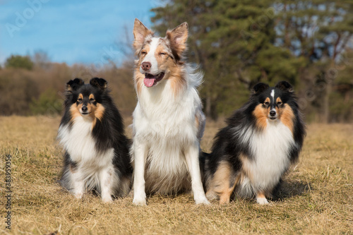 Smiling charming adorable sable red merle and white border collie sits together with black tricilor herding shetland sheepdogs, sheltie, lassie. Two most clever dogs breeds in the world outdoors