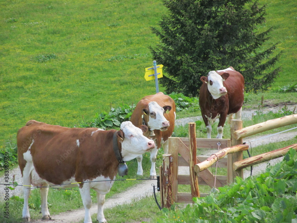 Kühe in den Bergen im Virgeltal