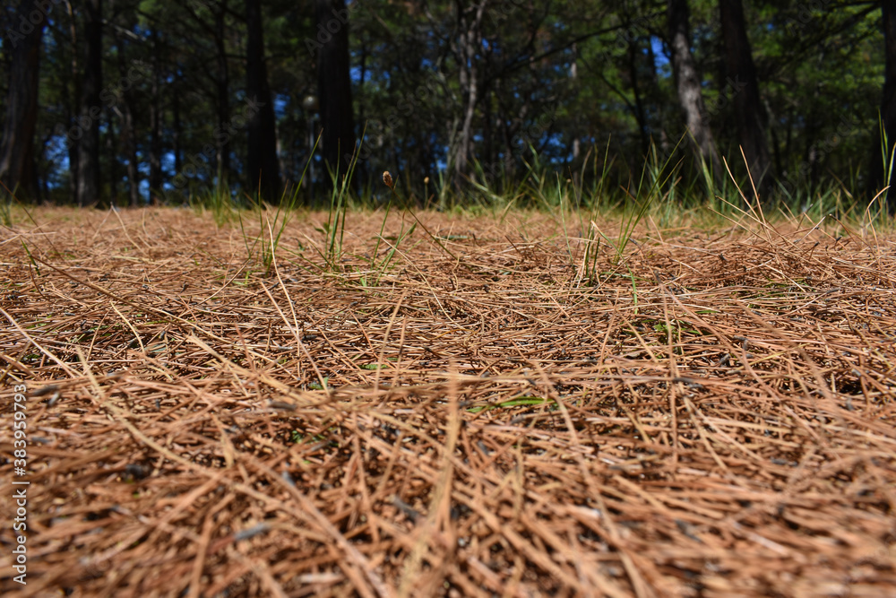Fototapeta premium dried pine needles