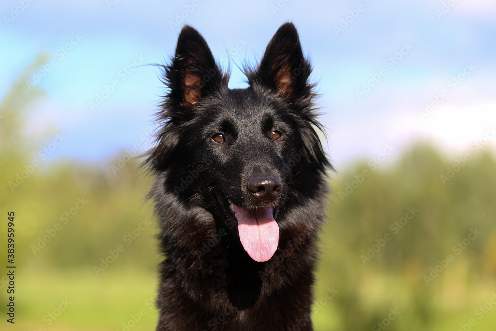 Summer portrait of black groenendael-dog with green background. Working agility belgian shepherd groenendael portrait. Beautiful young, smiling and happy dog breed belgian shepherd groenendael