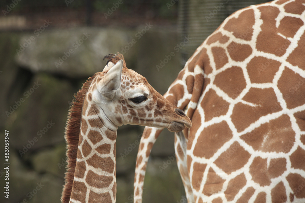 Obraz premium キリンの子供