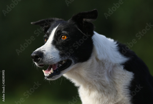 Sunset portrait of beautiful black and white working border collie female with funny ears and amber colored eye. Adorable, attentive, beautiful bi-black smooth haired herding border collie outside