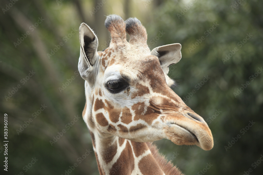 Obraz premium キリン