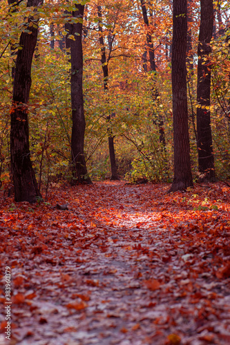 Forest trail covered with red autumn leaves that have fallen from trees