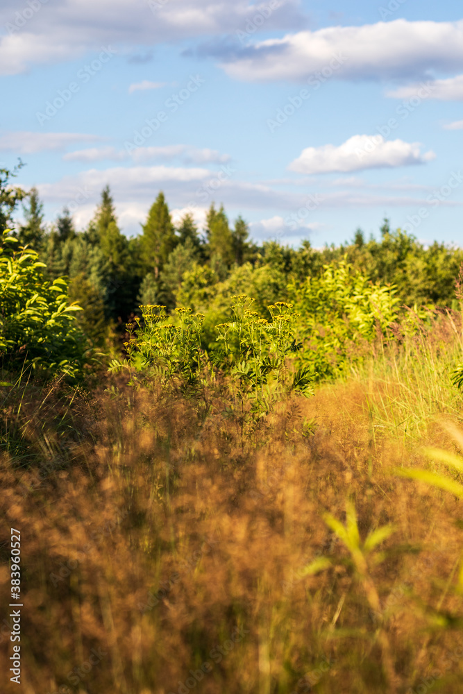 Obraz premium forest in autumn