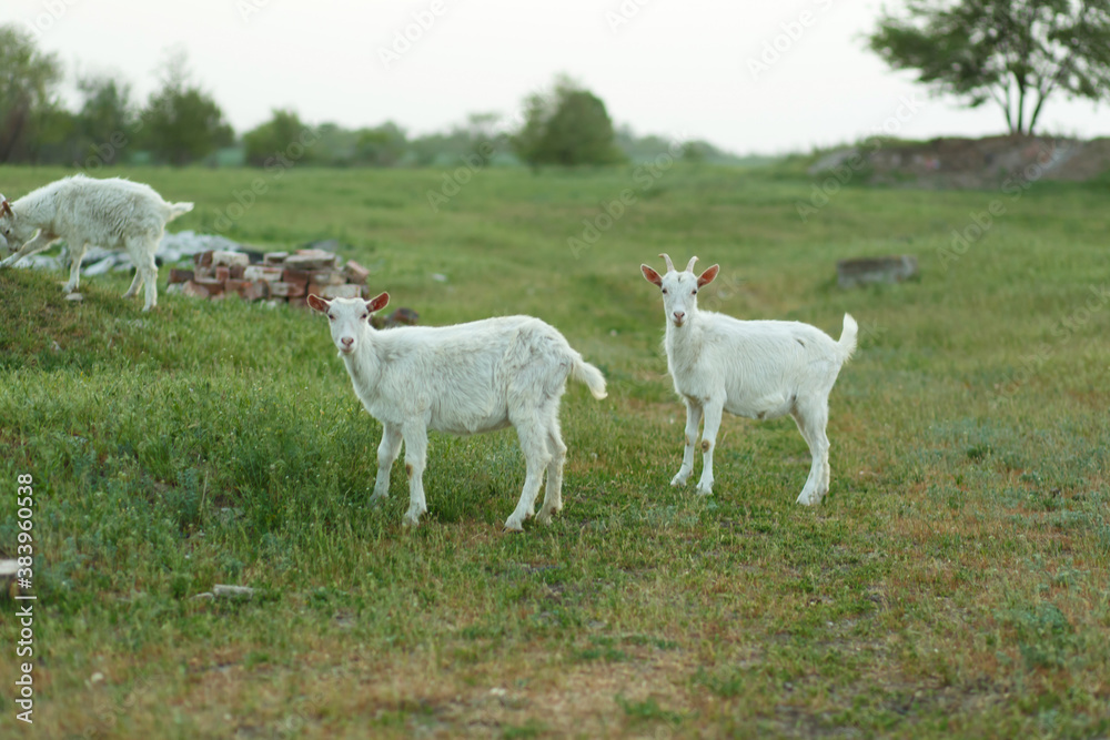 Fototapeta premium A herd of goats walking on a green meadow on a farm