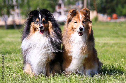 Cute sable white and black tricolor shetland sheepdog, sheltie sits outdoors on a green grass. Adorable small collie, little lassies smiling on hot sunny days in the green fresh city lawn