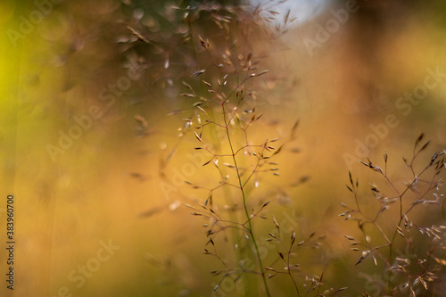 close-up of grass