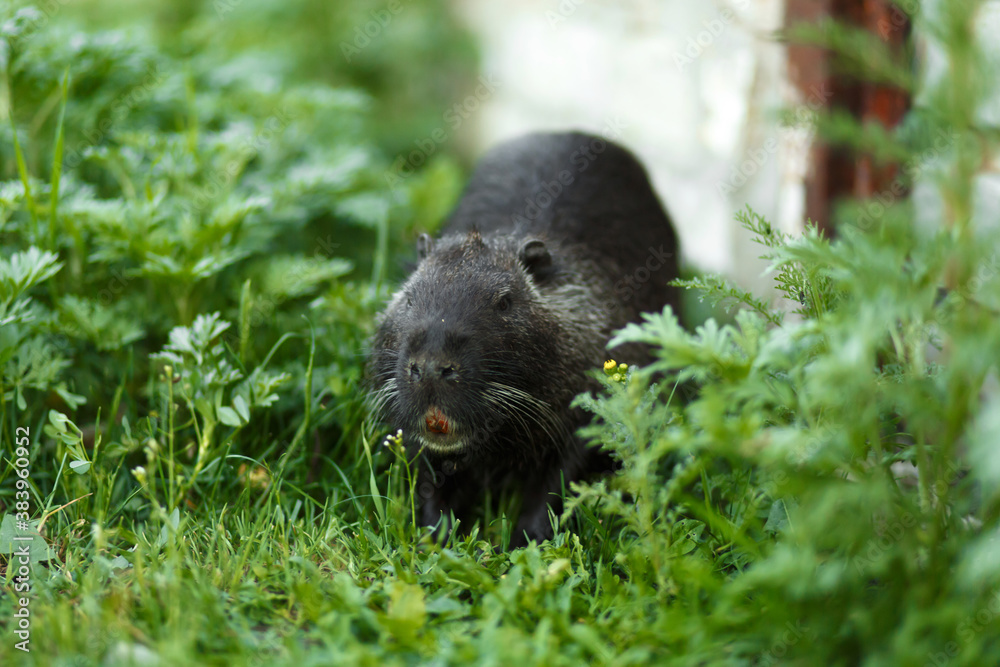 Black muskrat in the green grass goes about its business Black muskrat in the green grass goes about its business