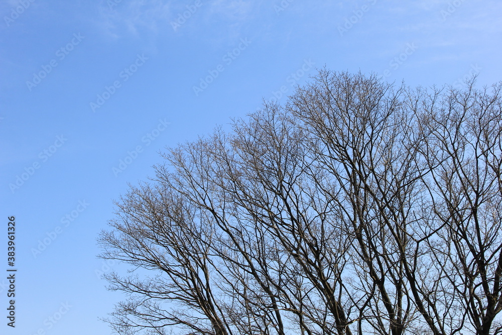 青空の下の、すっかり葉が落ちた木々 青空の下の、すっかり葉が落ちた木々