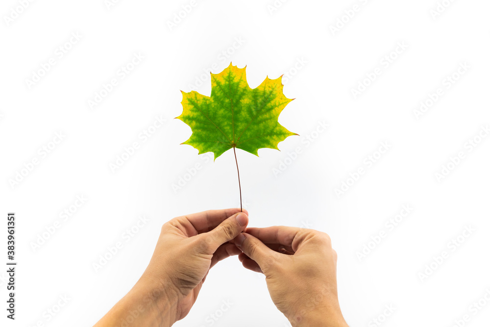 Yellowed maple leaf in two hands on white isolated background Yellowed maple leaf in two hands on white isolated background