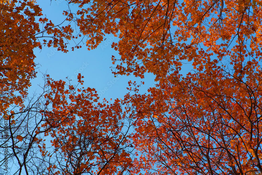 autumn leaves on tree branches against blue sky autumn leaves on tree branches against blue sky