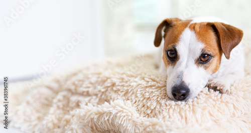 A beautiful dog Jack Russell Terrier lies on the floor on a fluffy blanket on his stomach, stretches his legs forward, looks at camera. Brown eyes, black nose. Dog day. Pet day. Banner, copy space.