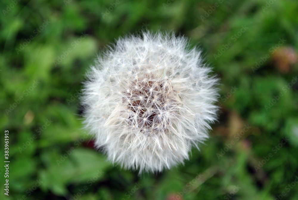 Close Up of Dandelion Plant Seed Head Close Up of Dandelion Plant Seed Head