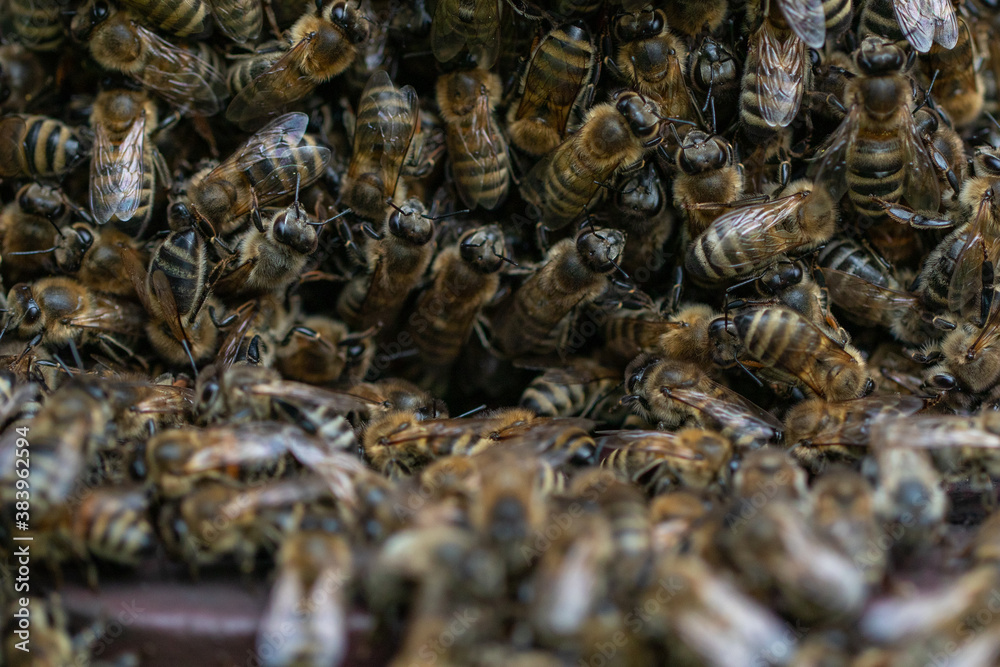 Bees on a beehive Bees on a beehive