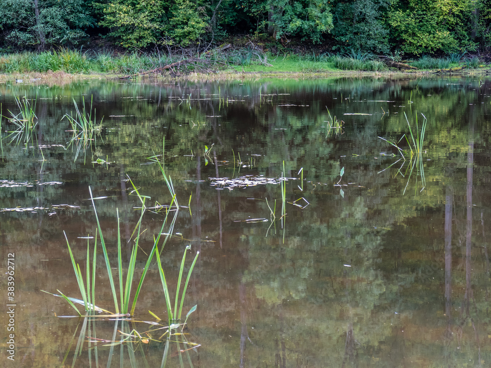 Waldsee Waldsee