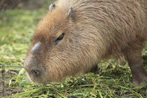 Wallpaper Mural カピバラ Torontodigital.ca