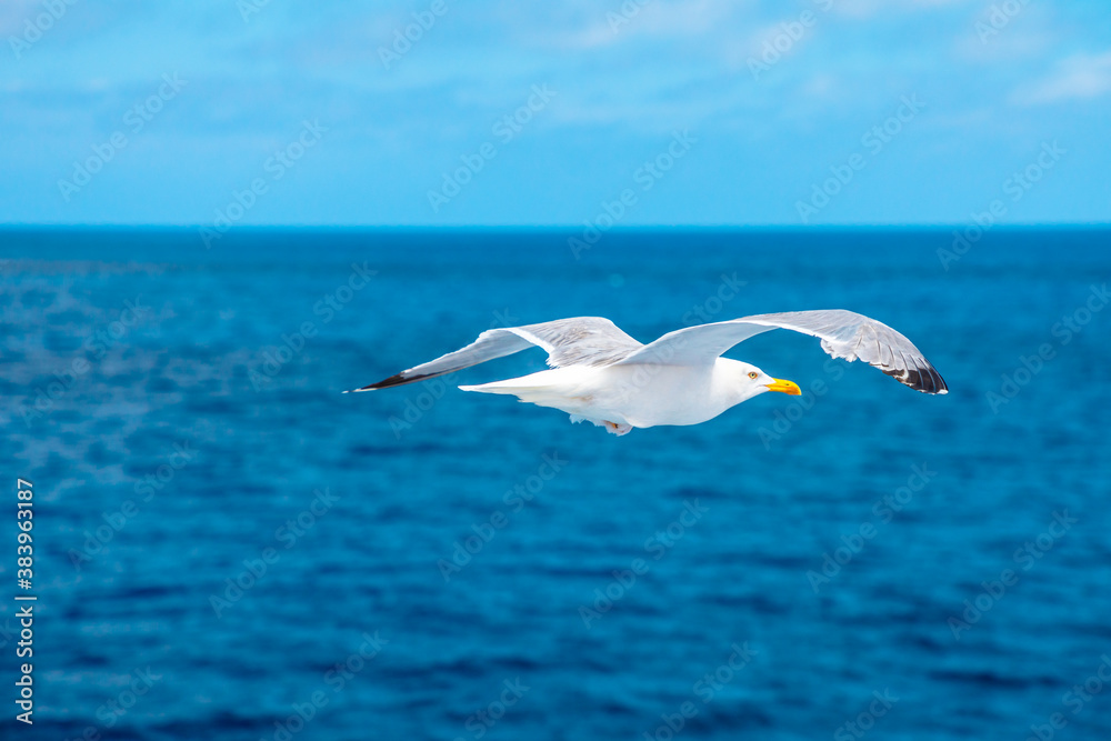 Seagull flying on the sea. Stavanger, Norway. A standing European herring gull, Larus argentatus, a large gull, isolated on sea background. close up side view.