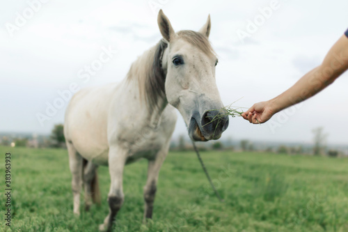 Hand feeding a white horse. Horse nose close-up