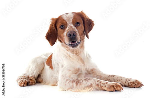 Fotografia brittany spaniel