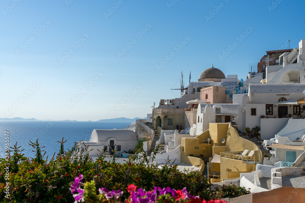 Naklejka premium Panoramic view of Oia town in Santorini island with old whitewashed houses and traditional windmill. Pink flowers on the foreground. Greek landscape on a sunny day