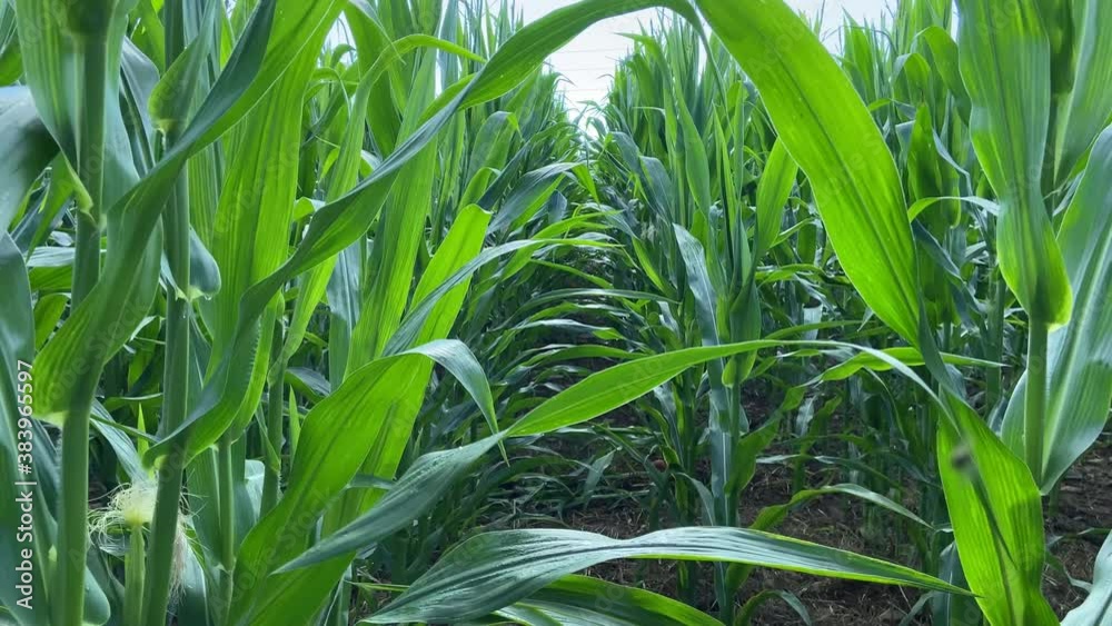 Movement between rows in a green corn field Movement between rows in a green corn field