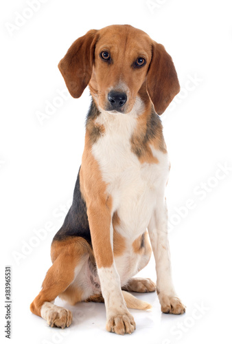 Beagle Harrier