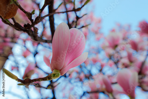 Bild auf Leinwand fiore di magnolia