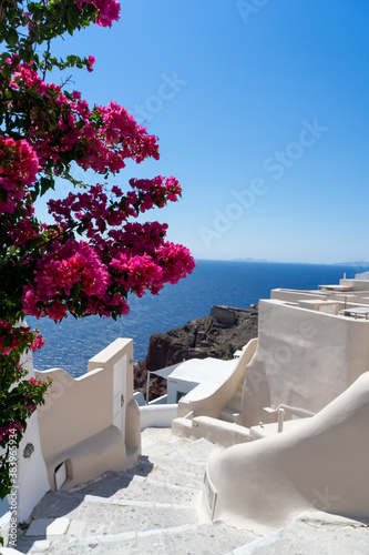 Street of Oia town in Santorini island with pink bougainvilleas, old whitewashed houses and stairs, Greece landscape on a sunny day