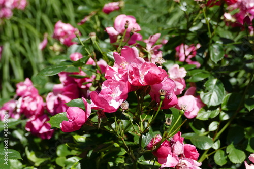 Bush of pink roses