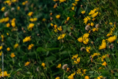 Flores amarilla en campo verde