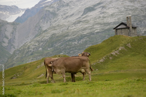 Kühe auf der alm © Grubärin
