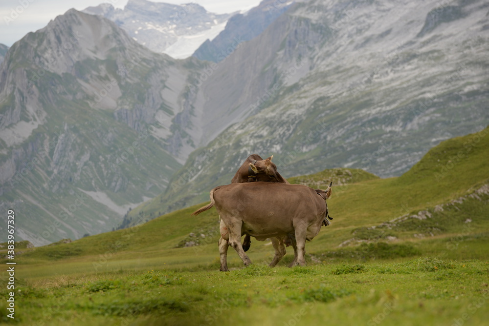 Kühe auf der alm Kühe auf der alm