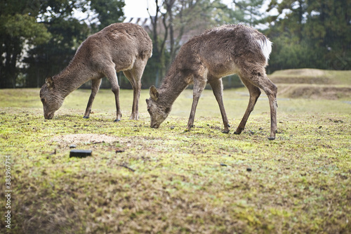 奈良公園の鹿